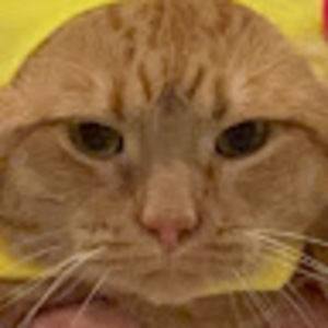 Meet your Posher, Will